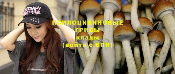 прущие грибы Алзамай